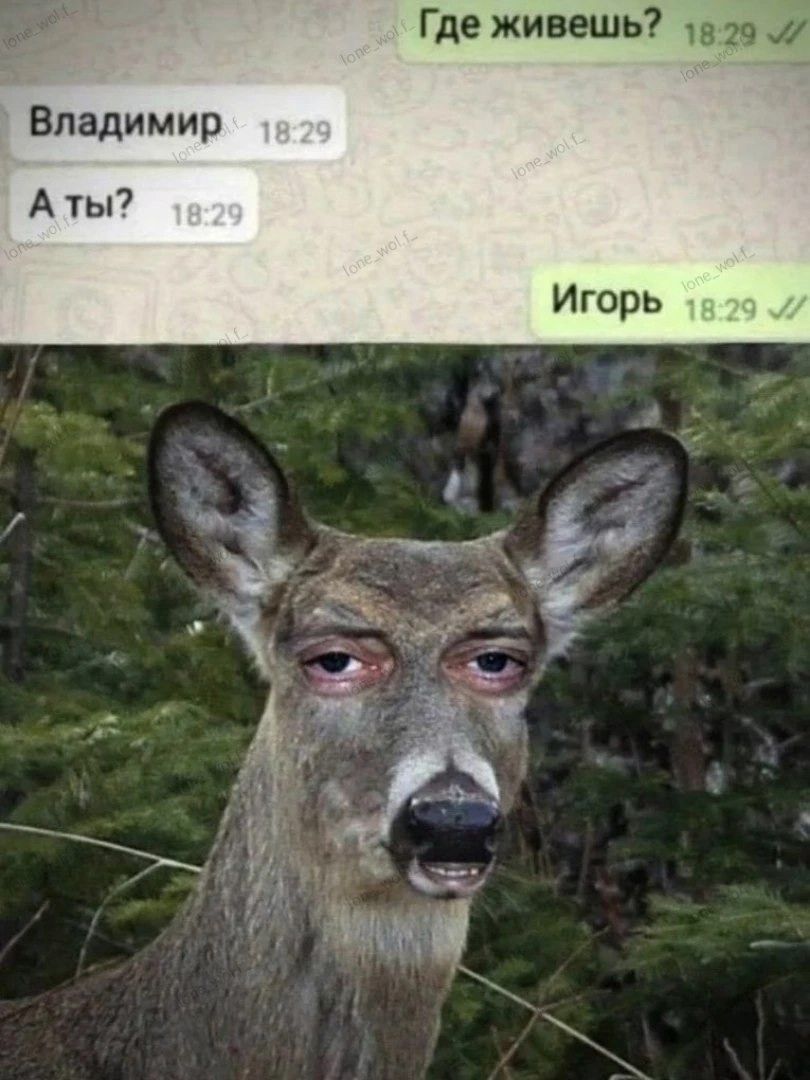 Где живешь?
Владимир
А ты?
Игорь