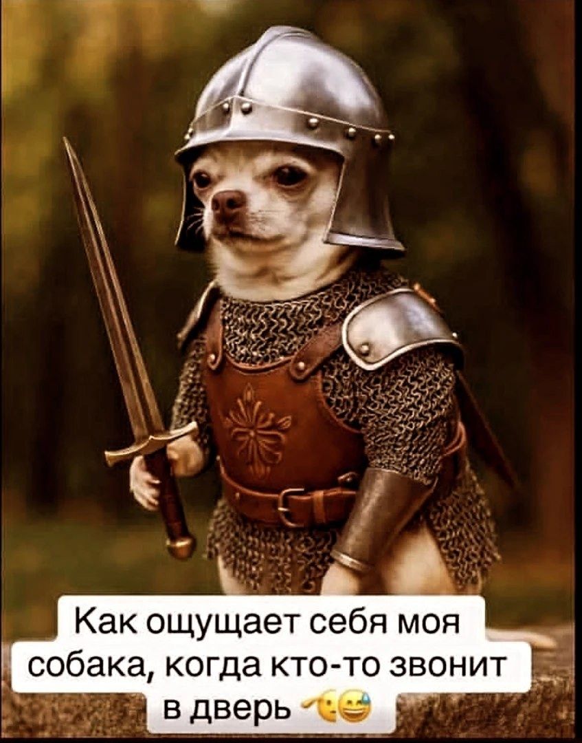 Как ощущает себя мой собака, когда кто-то звонит в дверь