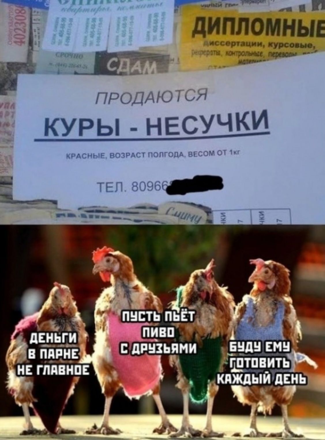 ПРОДАЮТСЯ КУРЫ - НЕСУЧКИ. КРАСНЫЕ, ВОЗРАСТ ПОГОДА, ВЕСОМ ОТ 1 кг. ТЕЛ. 80966... 
ДЕНЬГИ В ПАРНЕ НЕ ГЛАВНОЕ
ПУСТЬ ПЬЕТ ПИВО С ДРУЗЬЯМИ
БУДУ ЕМУ ГОТОВИТЬ КАЖДЫЙ ДЕНЬ