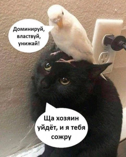 Доминируй, властвуй, унижай! Ща хозяин уйдёт, и я тебя сожру