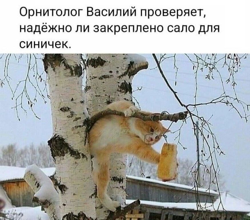 Орнитолог Василий проверяет, надёжно ли закреплено сало для синячек.