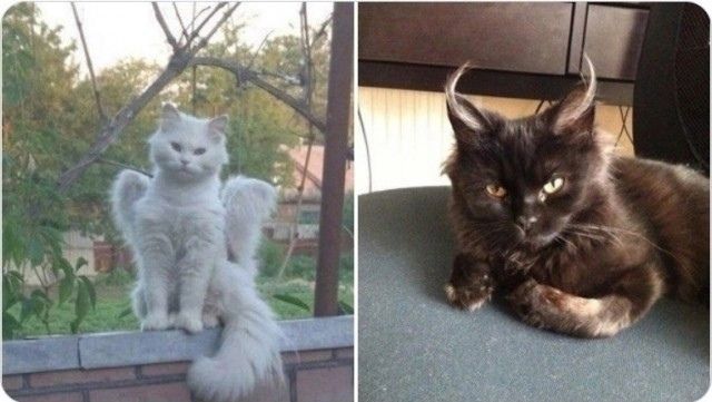 Два кота: белый на подоконнике и черный дома