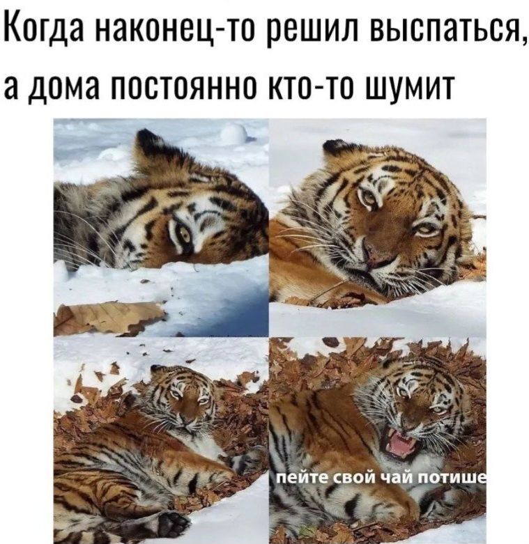Когда наконец-то решил выспаться, а дома постоянно кто-то шумит
пейте свой чай потише
