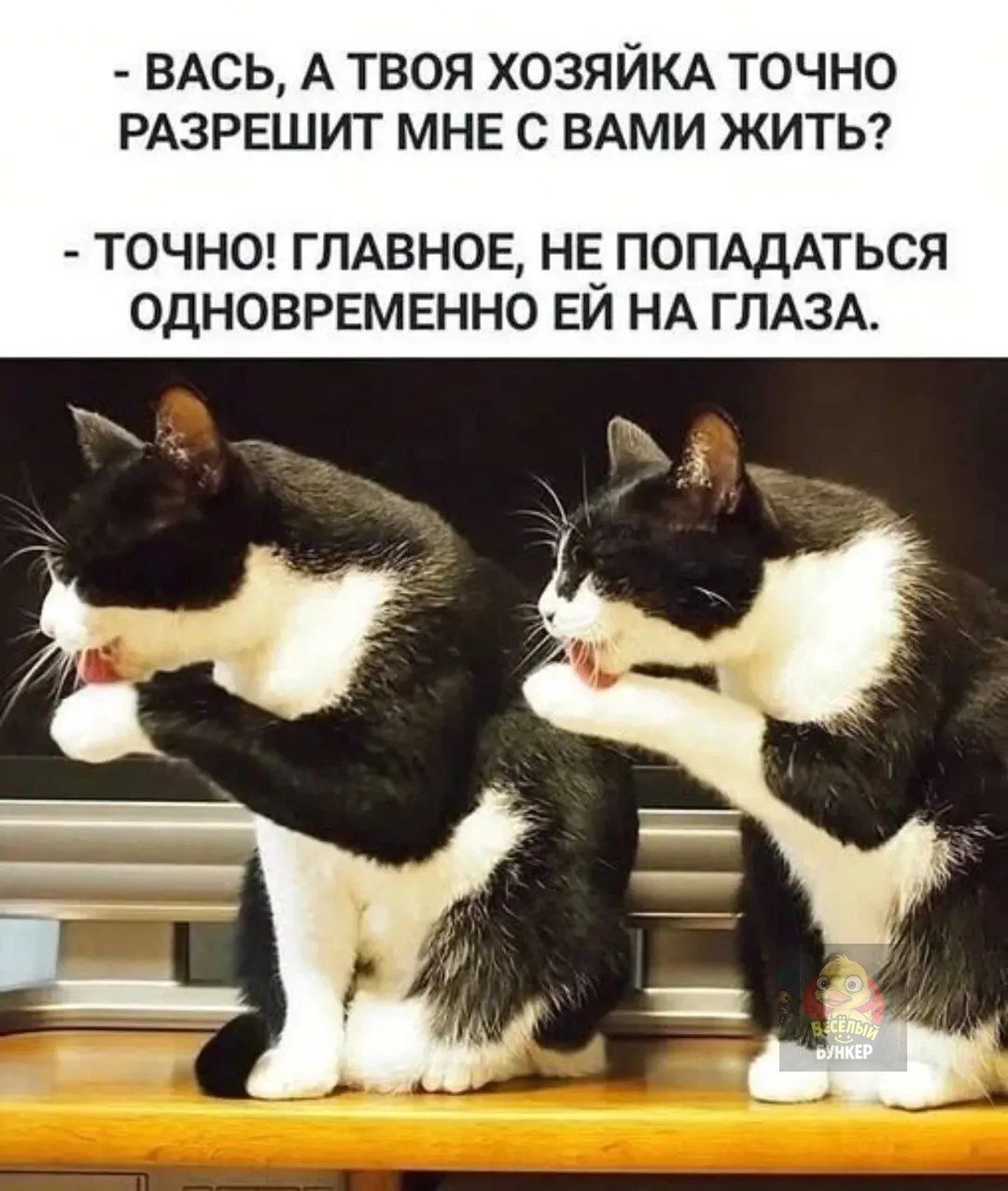 - Вась, а твоя хозяйка точно разрешит мне с вами жить? - Точно! Главное, не попасться одновременно ей на глаза.