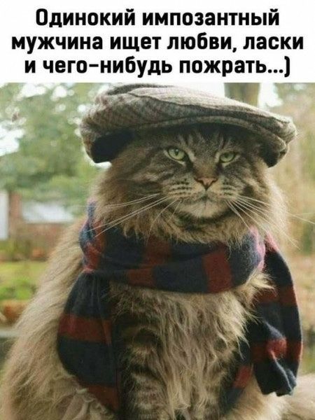 Одинокий импозантный мужчина ищет любви, ласки и чего-нибудь пожрать...)