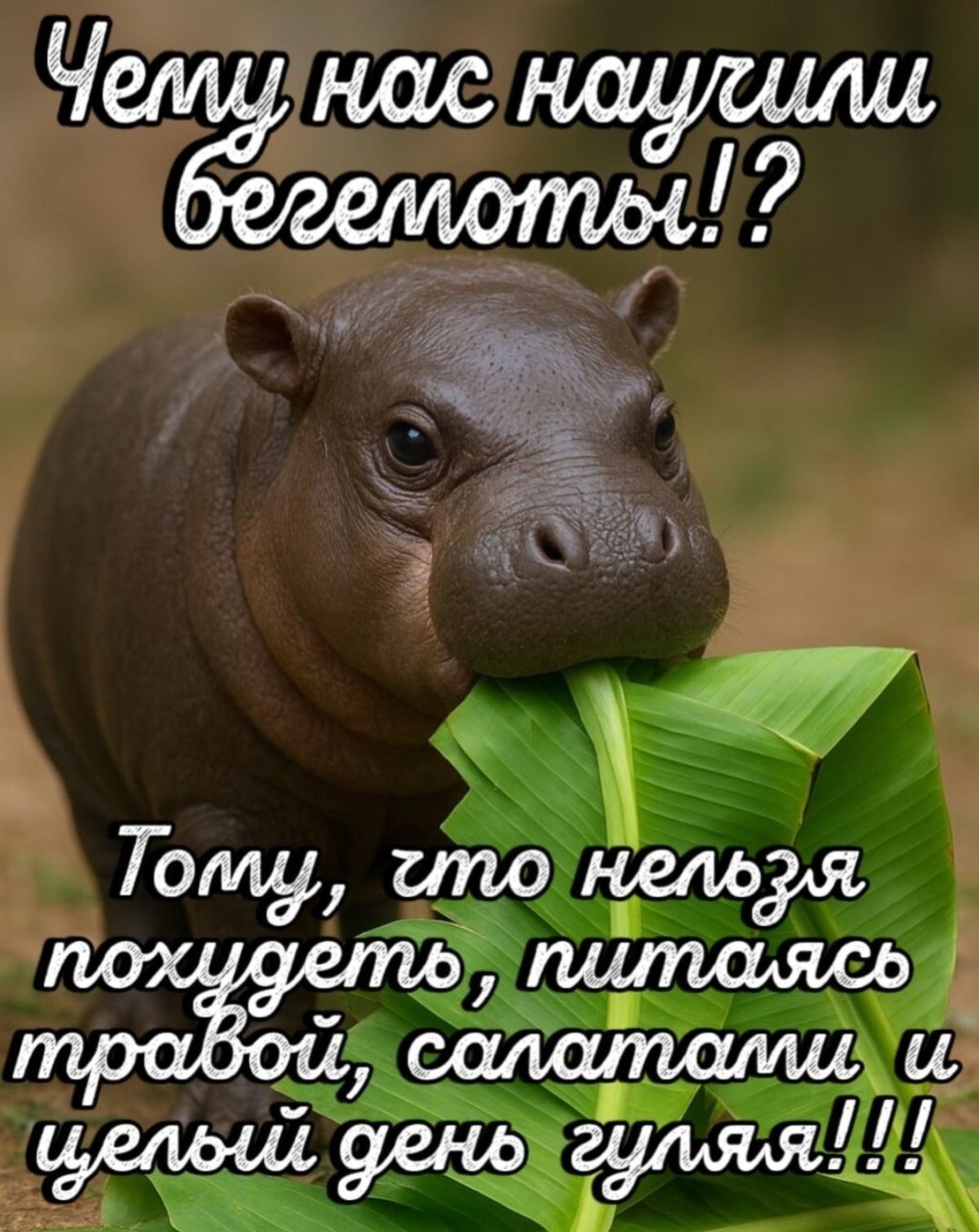 Чему нас научили бегемоты!? Тому, что нельзя похудеть, питаясь правой, салатами и целый день гулять!!!