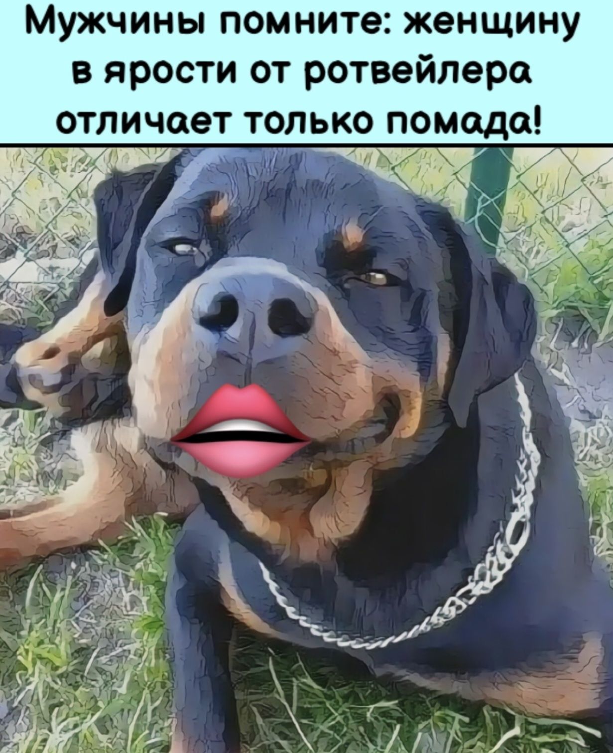 Мужчины помните: женщину в ярости от ротвейлера отличает только помада!