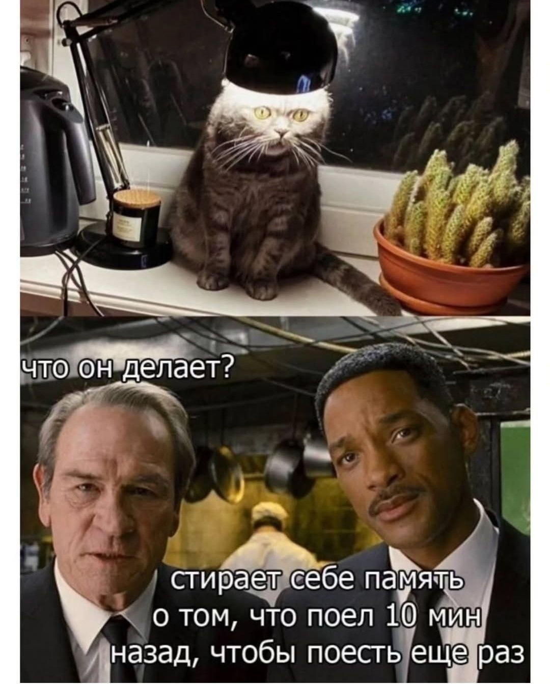 ЧТО он делает? стирает себе память о том, что поел 10 мин назад, чтобы поесть еще раз