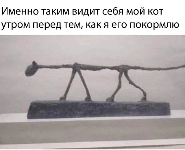 Именно таким видит себя мой кот утром перед тем, как я его покормлю