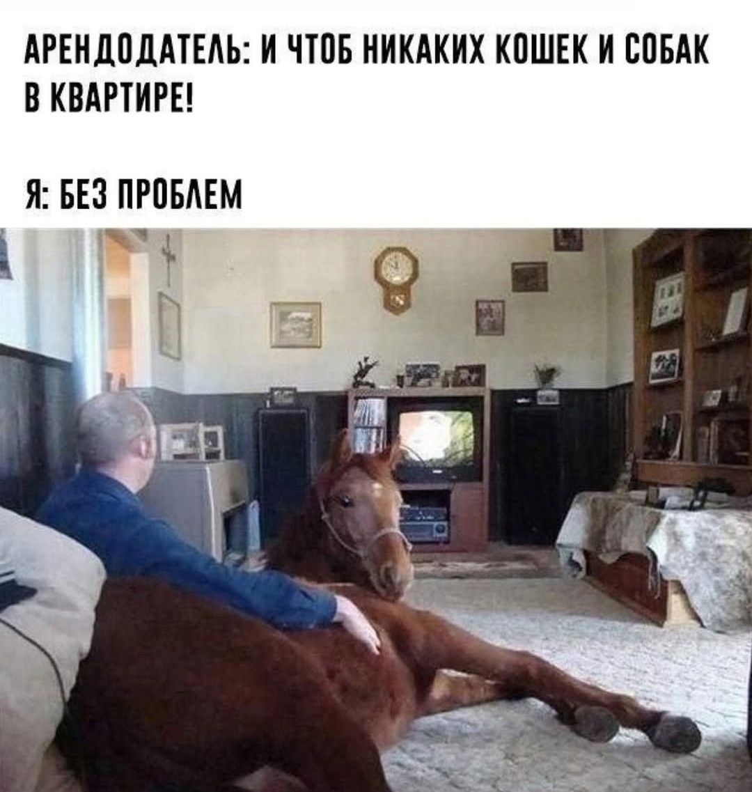 Арендодатель: и чтов никаких кошек и собак в квартире! Я: без проблем