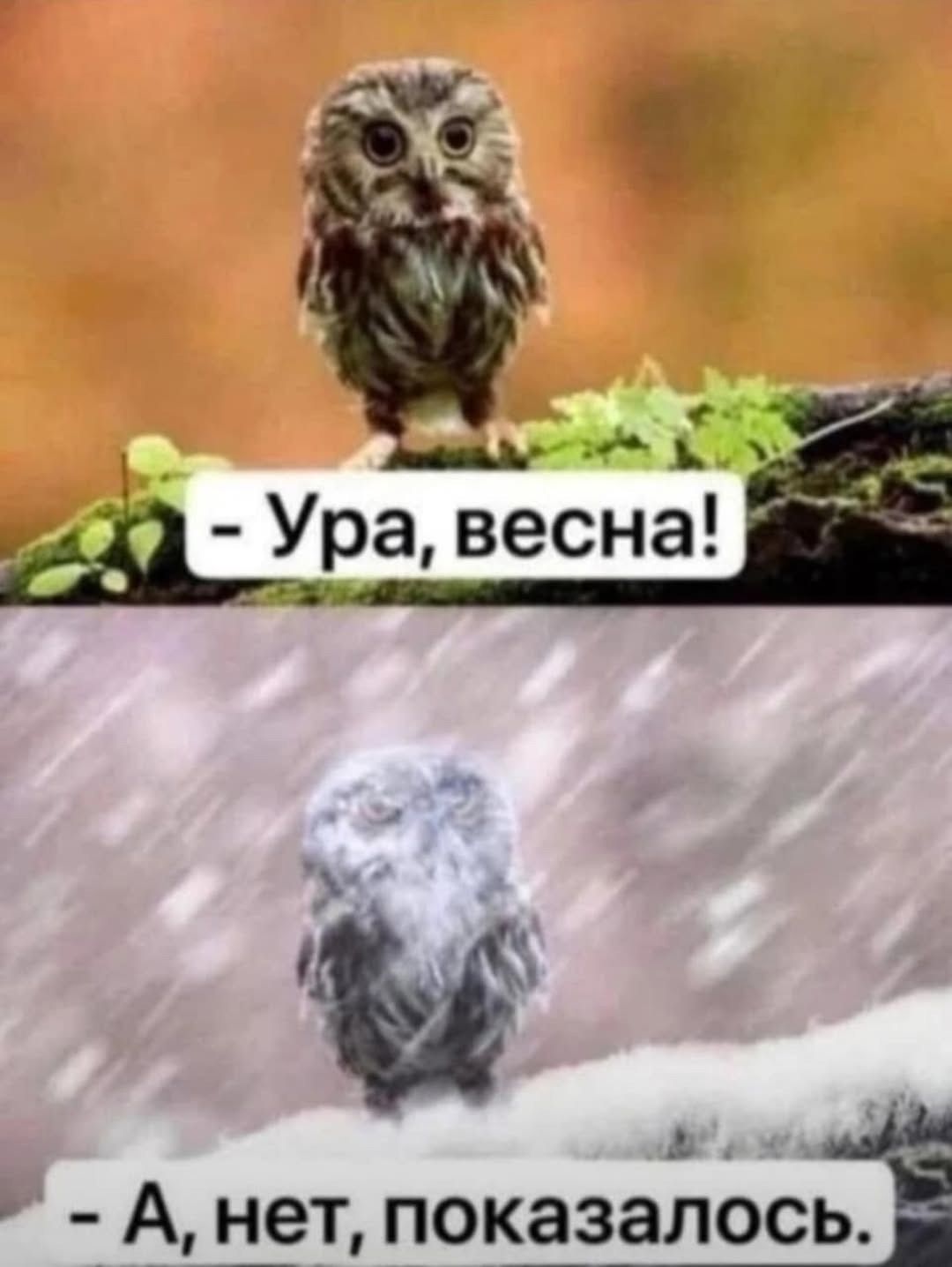- Ура, весна!
- А, нет, показалось.