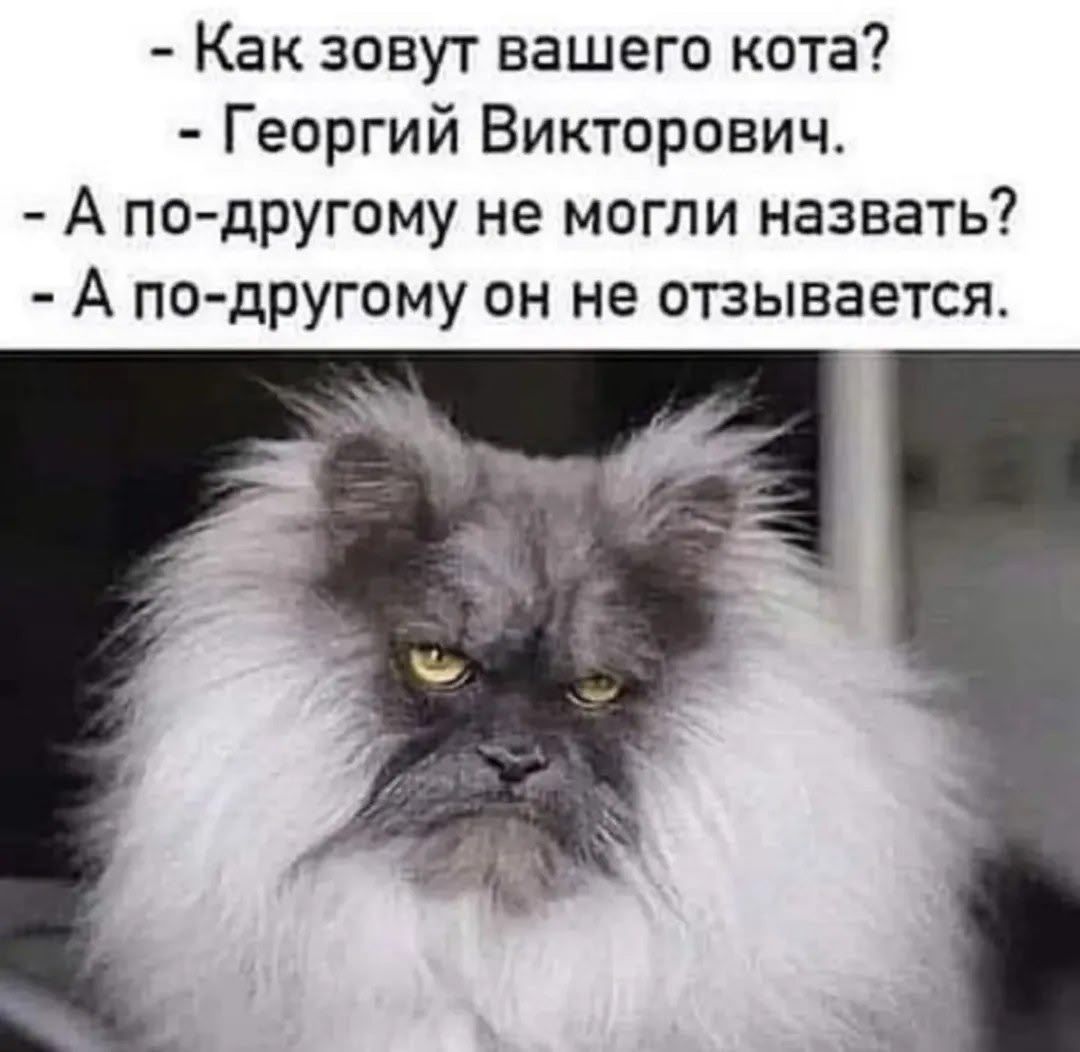 - Как зовут вашего кота? - Георгий Викторович. - А по-другому не могли назвать? - А по-другому он не отзывается.