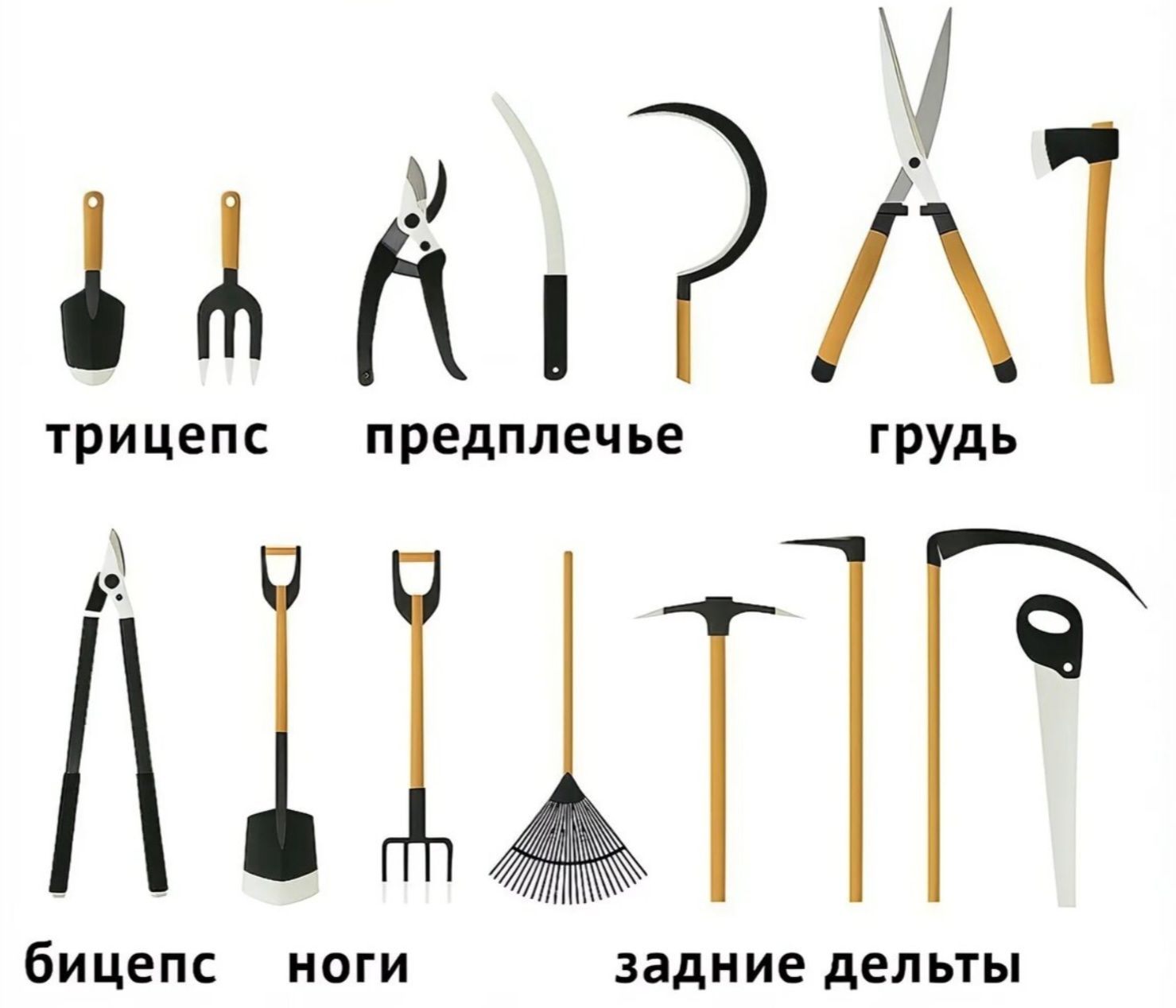 трицепс  предплечье  грудь  бицепс  ноги  задние дельты