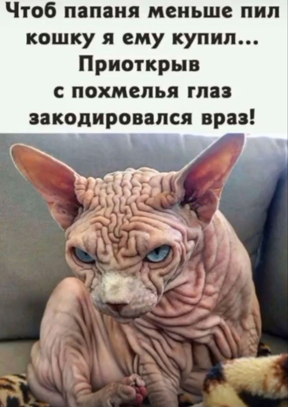 Чтоб папаня меньше пил кошку я ему купил... Приоткрыв с похмелья глаз закодировался взор!