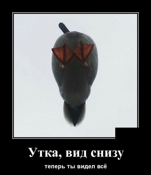 Утка, вид снизу теперь ты видел всё