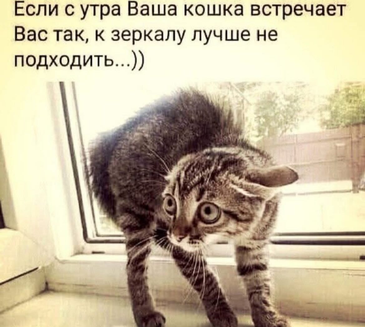 Если с утра Ваша кошка встречает Вас так, к зеркалу лучше не подходить...))