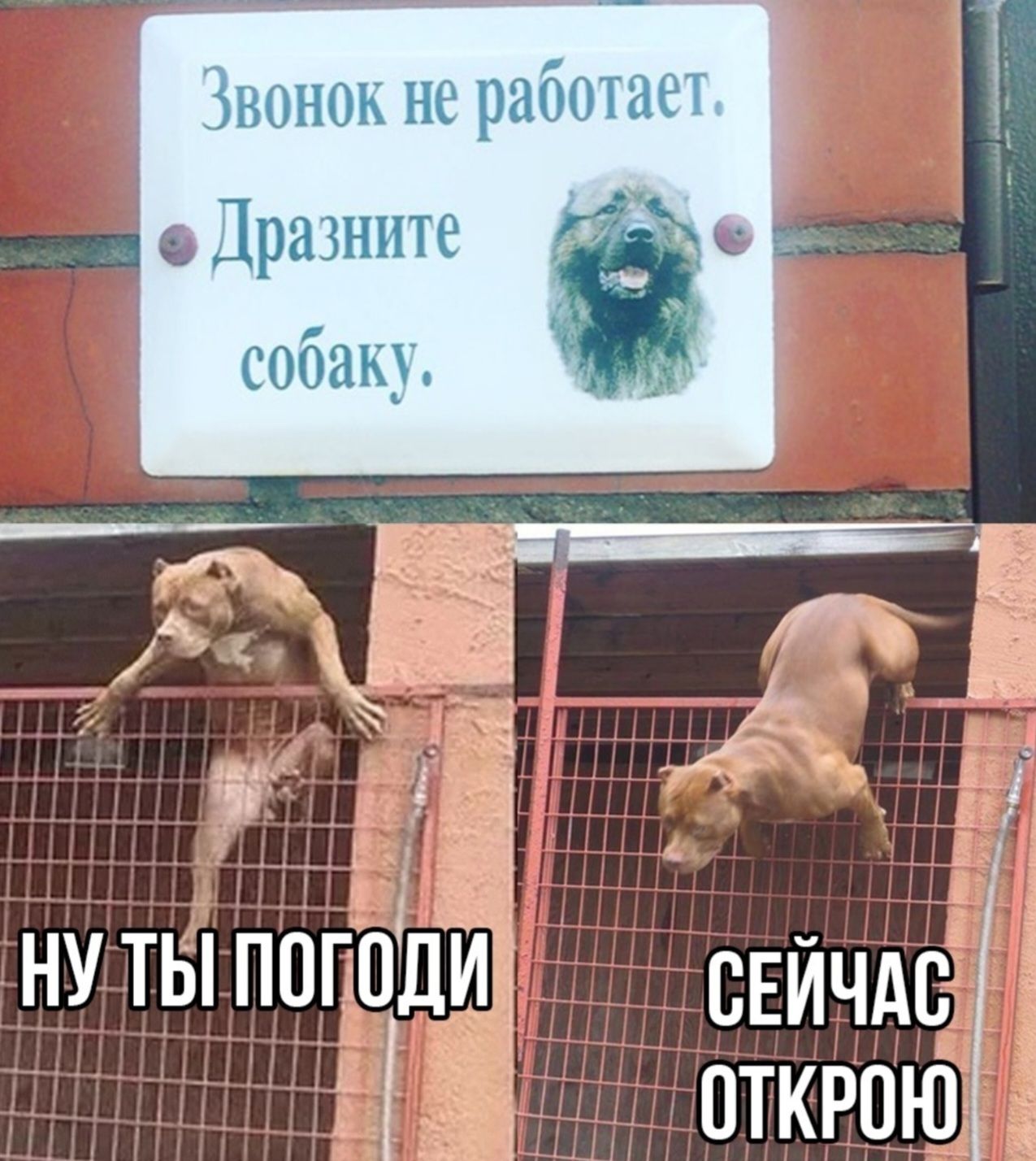Звонок не работает. Дразните собаку. НУ ТЫ ПОГОДИ СЕЙЧАС ОТКРОЮ