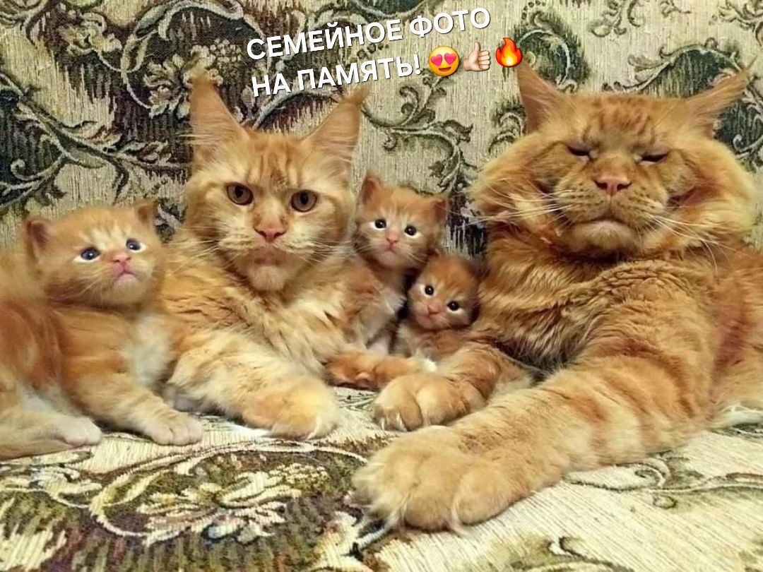 СЕМЕЙНОЕ ФОТО НА ПАМЯТЬ! 🥰👍🔥