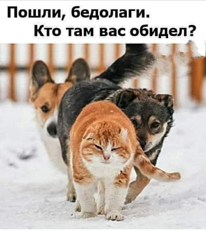 Пошли, бедолаги. Кто там вас обидел?