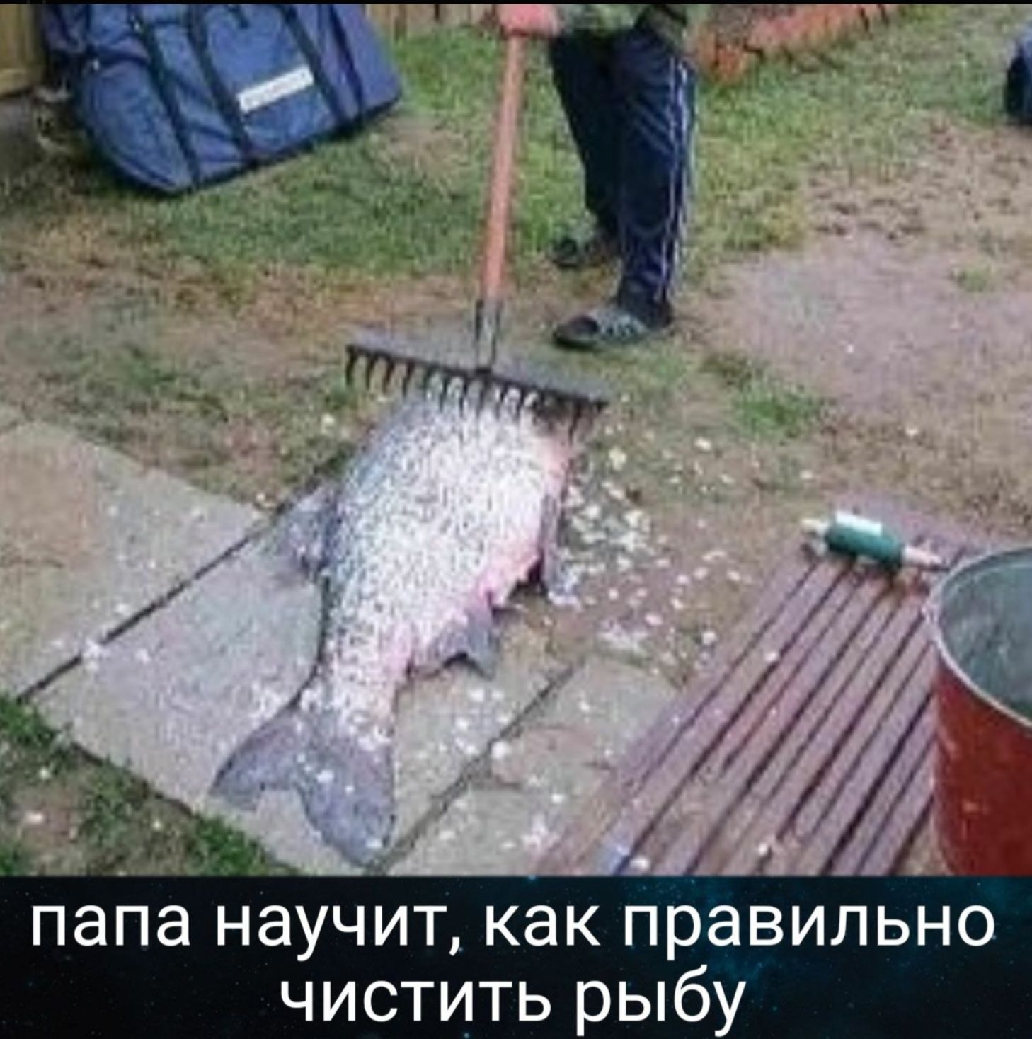 папа научит, как правильно чистить рыбу