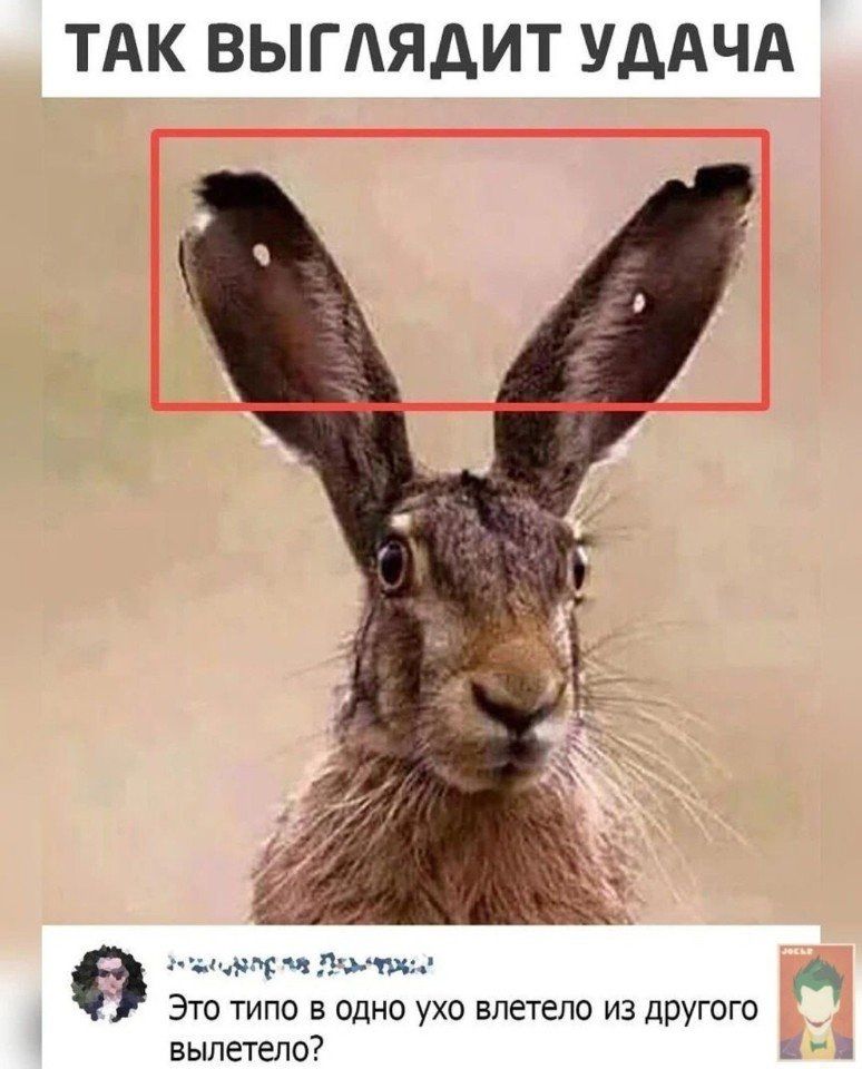 ТАК ВЫГЛЯДИТ УДАЧА. Это типо в одно ухо влетело из другого вылетело?