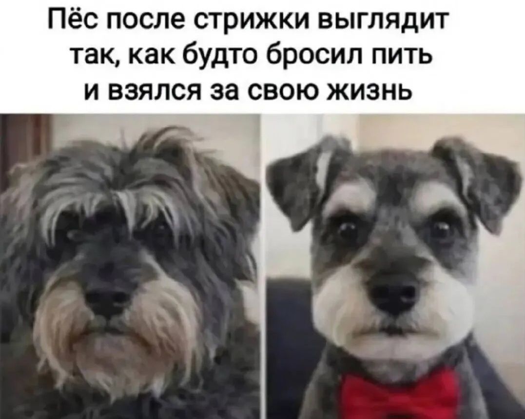Пёс после стрижки выглядит так, как будто бросил пить и взялся за свою жизнь