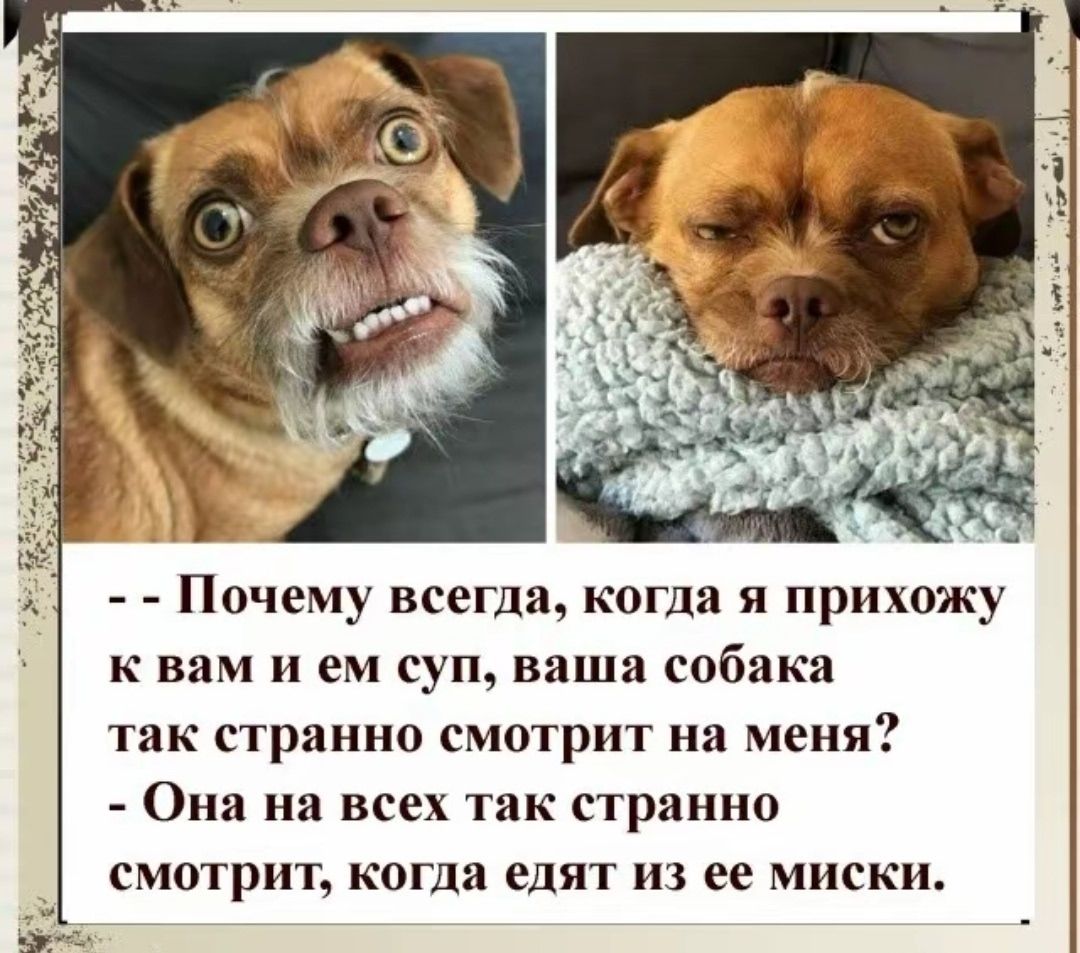-- Почему всегда, когда я прихожу к вам и ем суп, ваша собака так странно смотрит на меня?
- Она на всех так странно смотрит, когда едят из ее миски.