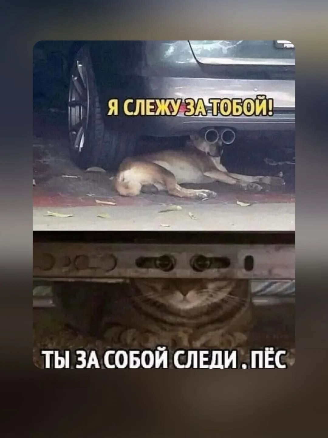 Я СЛЕЖУ ЗА ТОБОЙ! ТЫ ЗА СОБОЙ СЛЕДИ . ПЁС