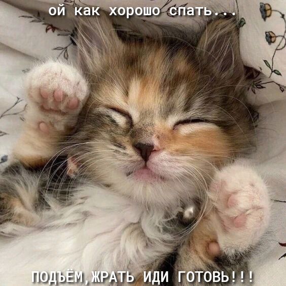 Под!