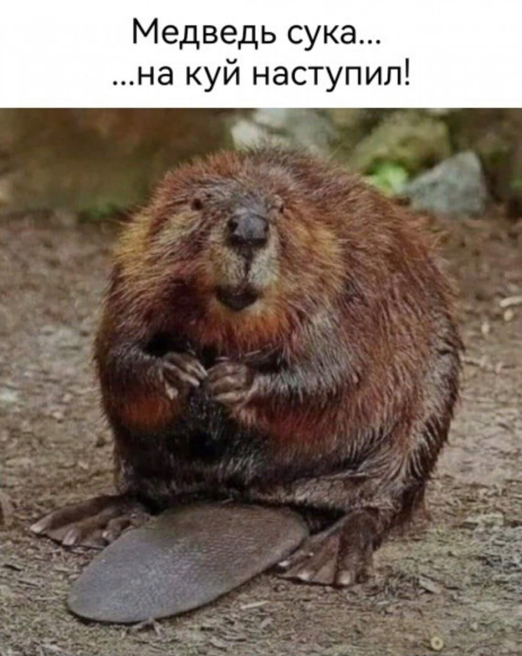 Медведь сука на куй наступил