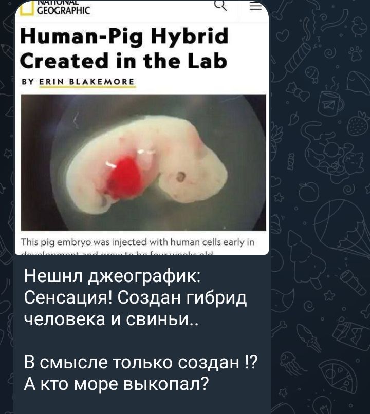 Нитап Рі9 НуЬгіс Сгеасей іп Ню _аЬ и мышь Нешнл джеографик Сенсация Создан гибрид человека и свиньи В смысле только создан А кто море выкопал