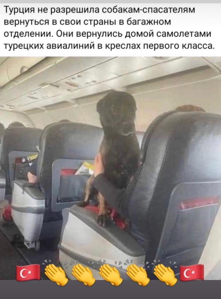 Турция не разрешила собакам спасателям ВЕРНУТЬСЯ В СВОИ страны В баГаЖНОМ отделении Они вернулись домой самолетами ТурЕЦКИХ ЗВИЗЛИНИЙ В креслах ПЕРВОГО КЛВССЗ