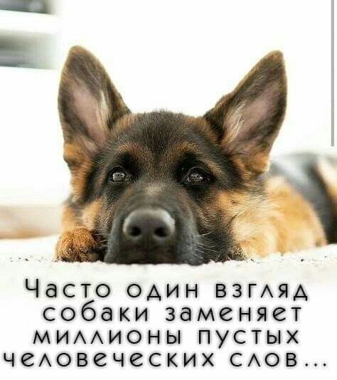Часто один взгмм собаки заменяет миимионы пустых чеАовеческих сов