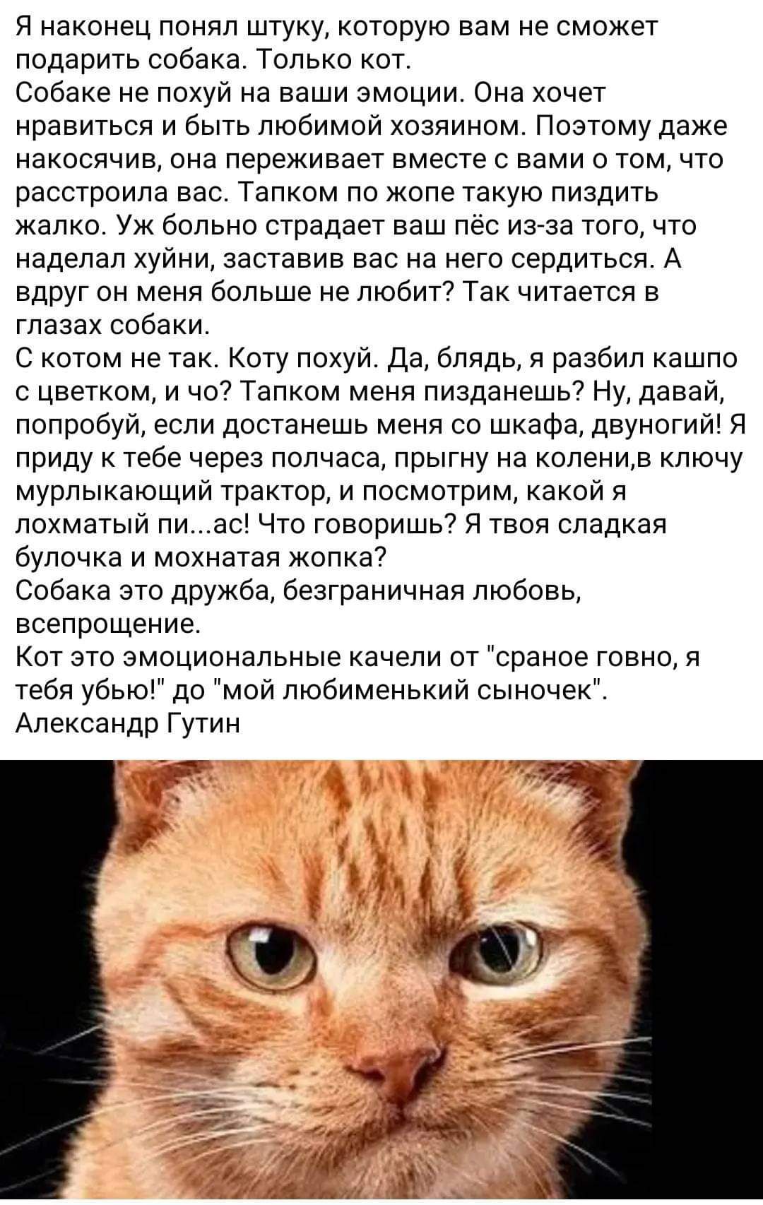 Я наконец понял штуку которую вам не сможет подарить собака Только кот Собаке не локуи на ваши эмоции Она хочет кравитьсв и быть любимой хозяином Поэтому даже накосячив она переживает вместе с вами о том что расстроила вас Тапком по коле Такую пиздить калко Уж больно страдает ваш лес има того что наделал куичи заставив вас на него сердиться А вдруг он меня Больше не любит Так читается в глазах соб