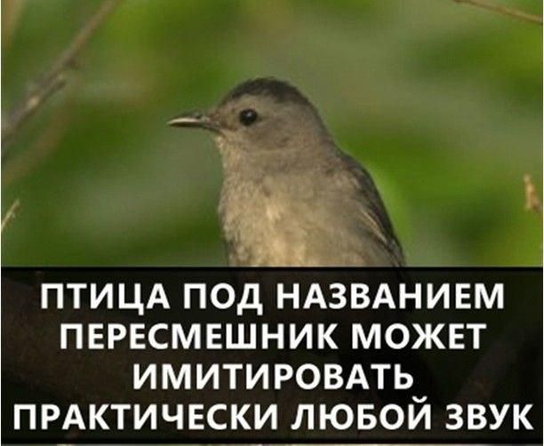 ПТИЦА ПОД НАЗВАНИЕМ ПЕРЕСМЕШНИК МОЖЕТ ИМИТИРОВАТЬ ПРАКТИЧЕСКИ ЛЮБОЙ ЗВУК