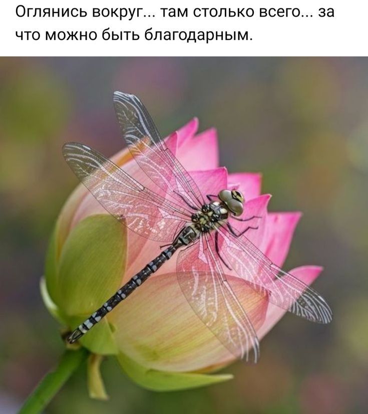 Оглянись вокруг там столько всего за что можно быть благодарным