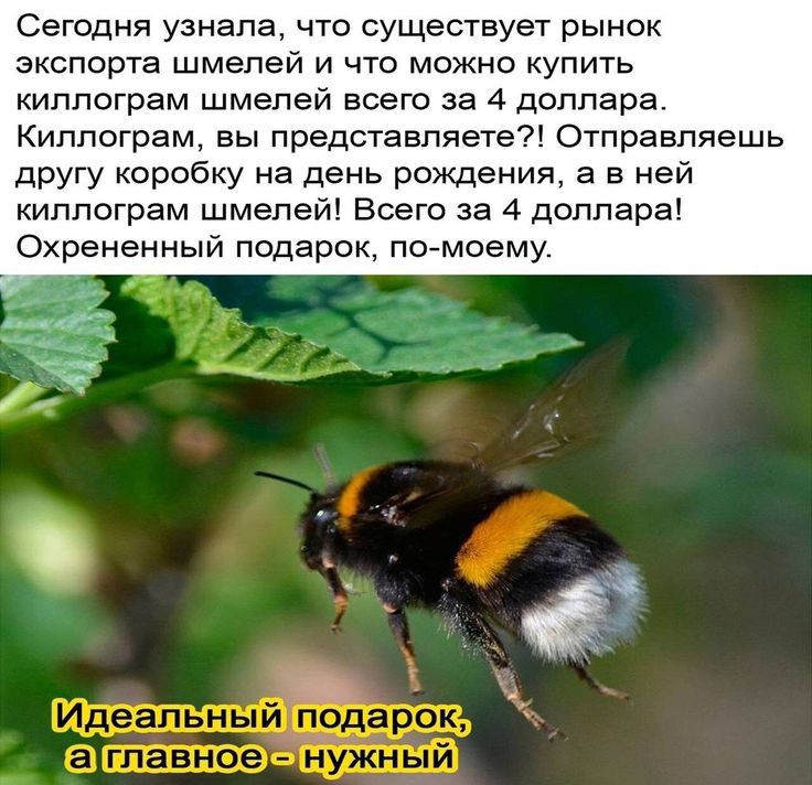 Сегодня узнала что существует рынок экспорта шмелей и что можно купить киллограм шмелей всего за 4 доллара Киппограм вы представляете Отправляешь другу коробку на день рождения а в ней киллограм шмелей Всего за 4 доллара Охрененный подарок помоему