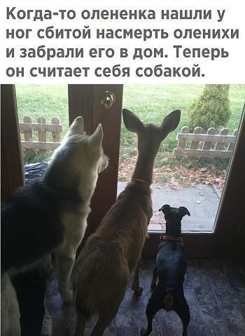Когда то опененка нашли у ног сбитой насмерть оленихи и забрали его в дом Теперь он считает себя собакой