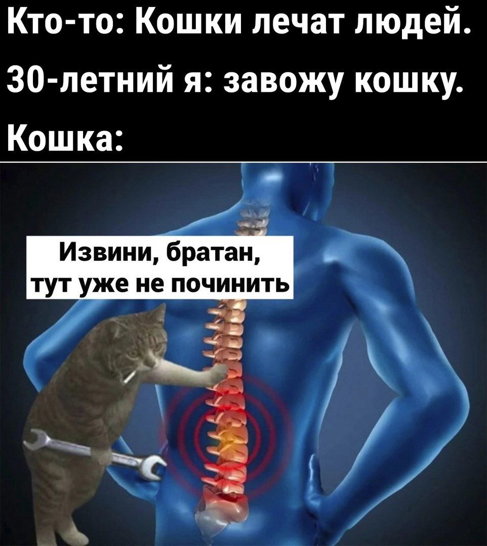 Кто то Кошки лечат людей 30 летний я завожу кошку Кошка Извини братан тут уже не почигнить