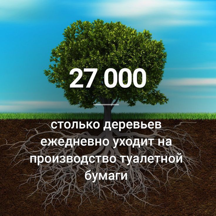 27 000 _ столько деревьев ежедневно уходит Над производство туалеТн нейэ бумаги