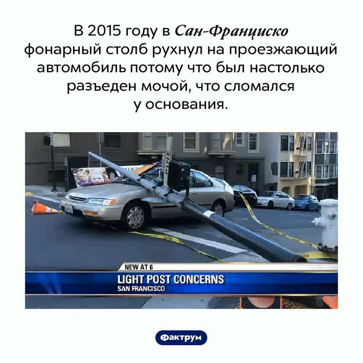 В 2015 году в Сан Франциско фонарный столб рухнул на проезжающий автомобиль потому что был настолько разъеден мочой что сломался у основания здм тмщзш