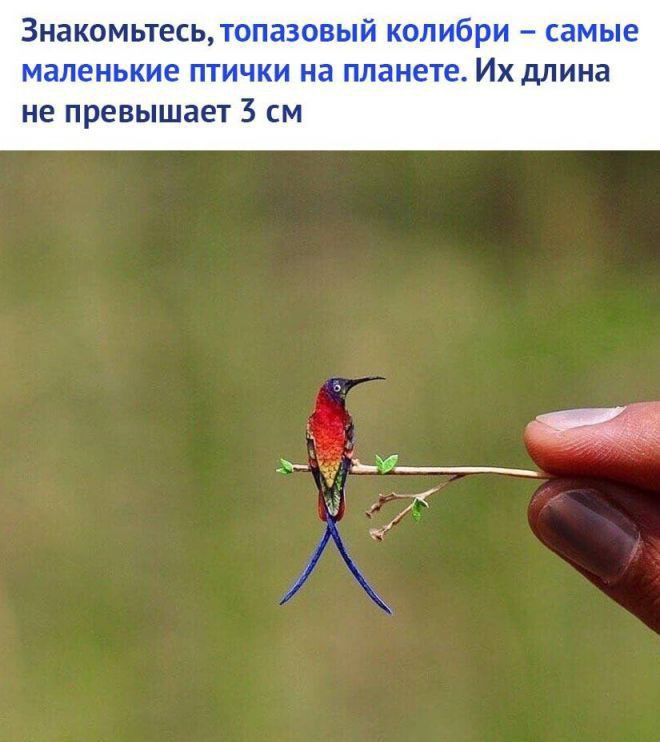 Знакомьтесьдг _ _ дм Ихдлина не превышает 3 см