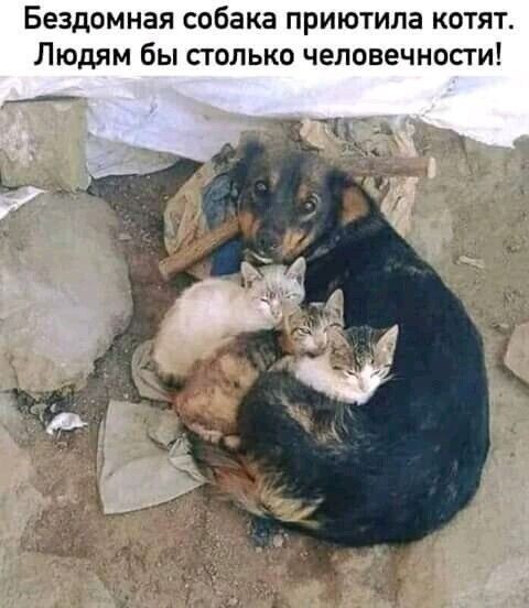 Бездомная собака приютила котят Людям бы столько человечности