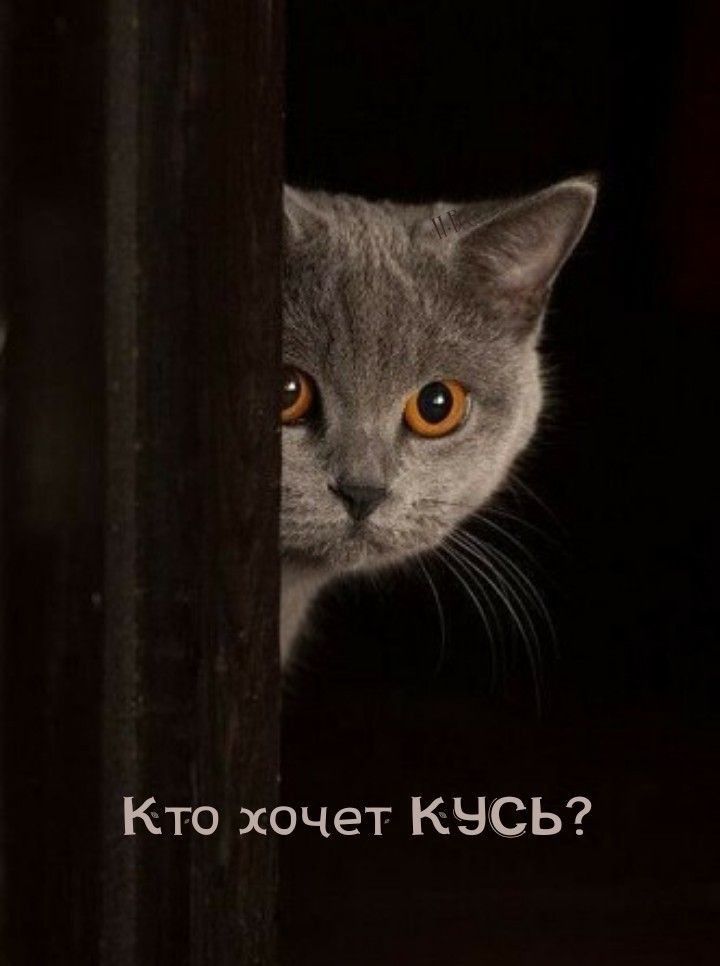Кто хбчет кысы