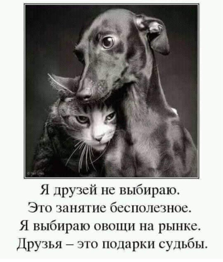 Я друзей не выбираю Это занятие бесполезное Я выбираю овощи на рынке Друзья это подарки судьбы