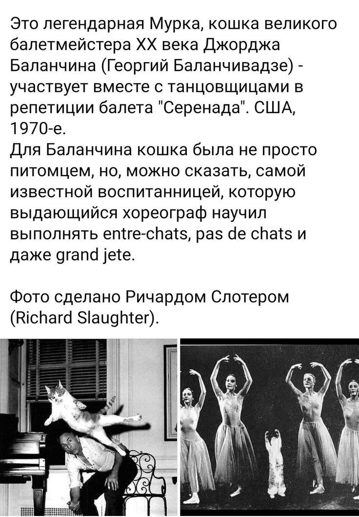Это легендарная Мурка кошка великого балетмейстера ХХ века Джорджа Бапанчина Георгий Баланчивадзе участвует вместе с танцовщицами в репетиции балета Серенада США 1970 е Для Баланчина кошка была не просто питомцем но можно сказать самой известной воспитанницей которую выдающийся хореограф научил выполнять ептге спагз раз ое спатэ и даже 9гапа1еге Фото сделано Ричардом Спотером Кіспагб аЦ9Ыег