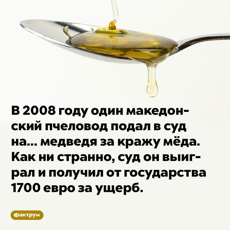 В 2008 году один македон ский пчеловод подал в суд на медведя за кражу мёда Как ни странно суд он выиг рал и получил от государства 1700 евро за ущерб