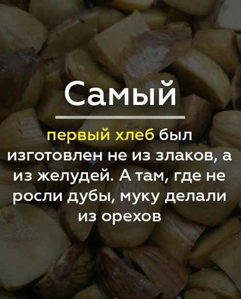 Самый первый хлеб был изготовлен не из злаков а из желудей А там где не росли дубы муку делали из орехов