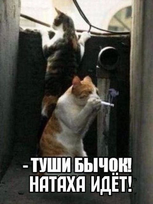 ТУШИ БЫЦШ НПТПХП ИДЕТ