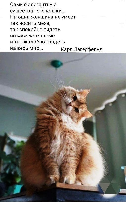 Самые эпегантнь существа это кошки Ни одна женщина не умеет так носить меха так спокойне сидеть на мужском плече И ТЭК ЖЭПОБНО гппде Ь на весь МИР Кар1 Лагерфельд